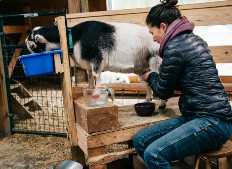Keeping Milk Goats with Anne Briggs