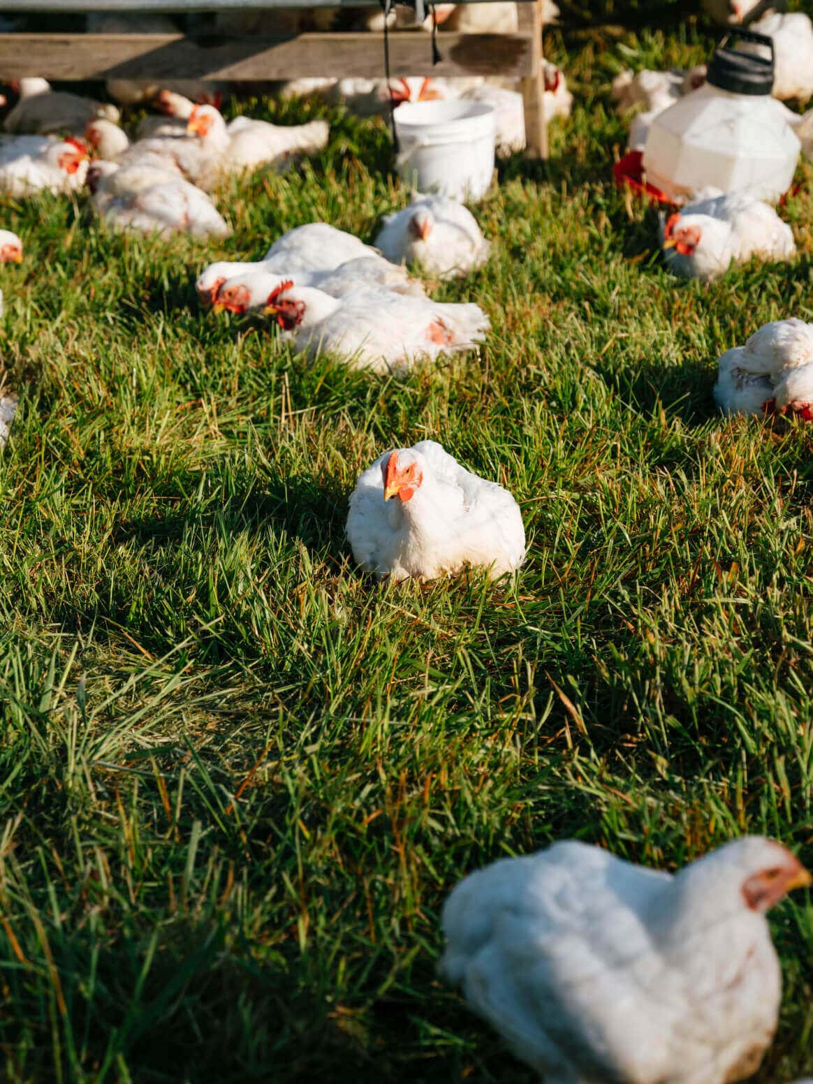 Chickens in grass.