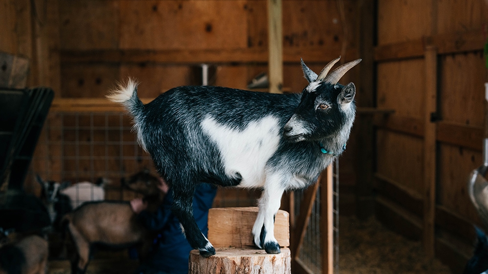 Black and white Nigerian Dwarf goat standing on a wooden stump inside a barn while looking back over its shoulder