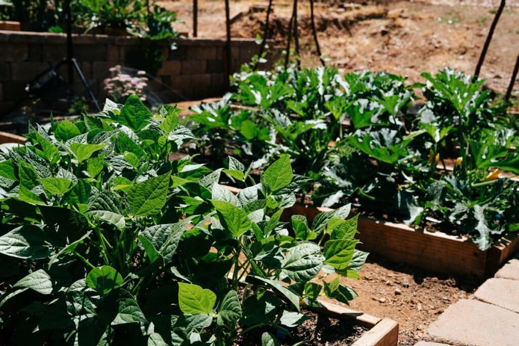 Healthy vegetable plants growing in wooden raised garden beds