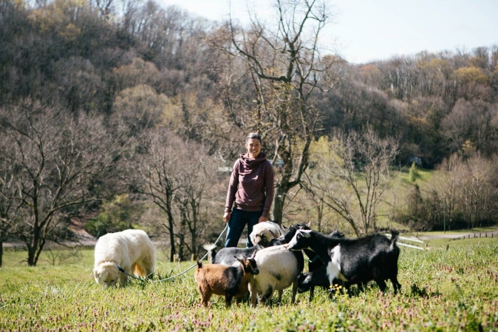 A woman and a livestock guardian dog with a herd of goats in a field.