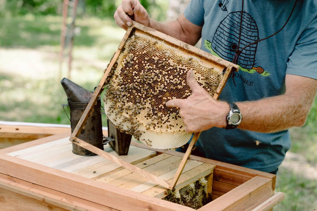 Beekeeper holding a natural honeycomb frame filled with bees and capped honey