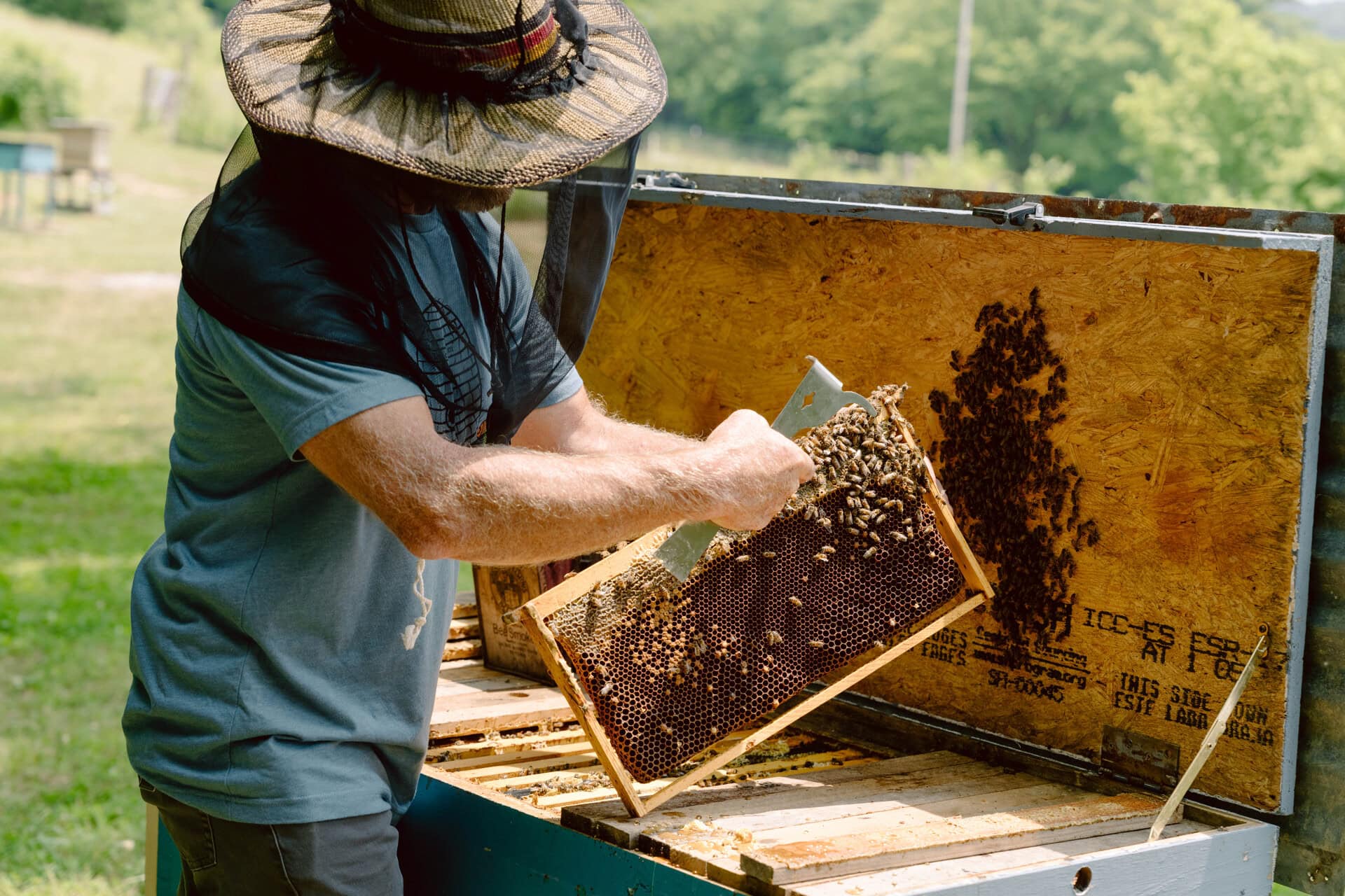 Beekeeper lifting a honeycomb frame covered in bees from a horizontal hive