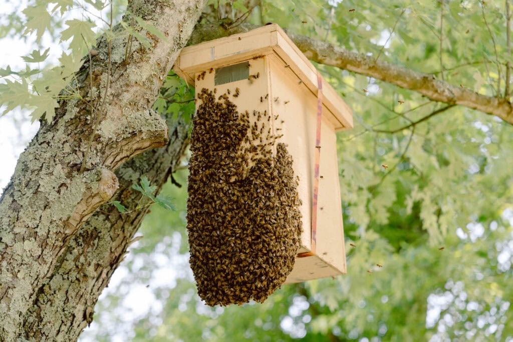 Large swarm of honeybees clustered on the outside of a wooden swarm trap hanging in a tree