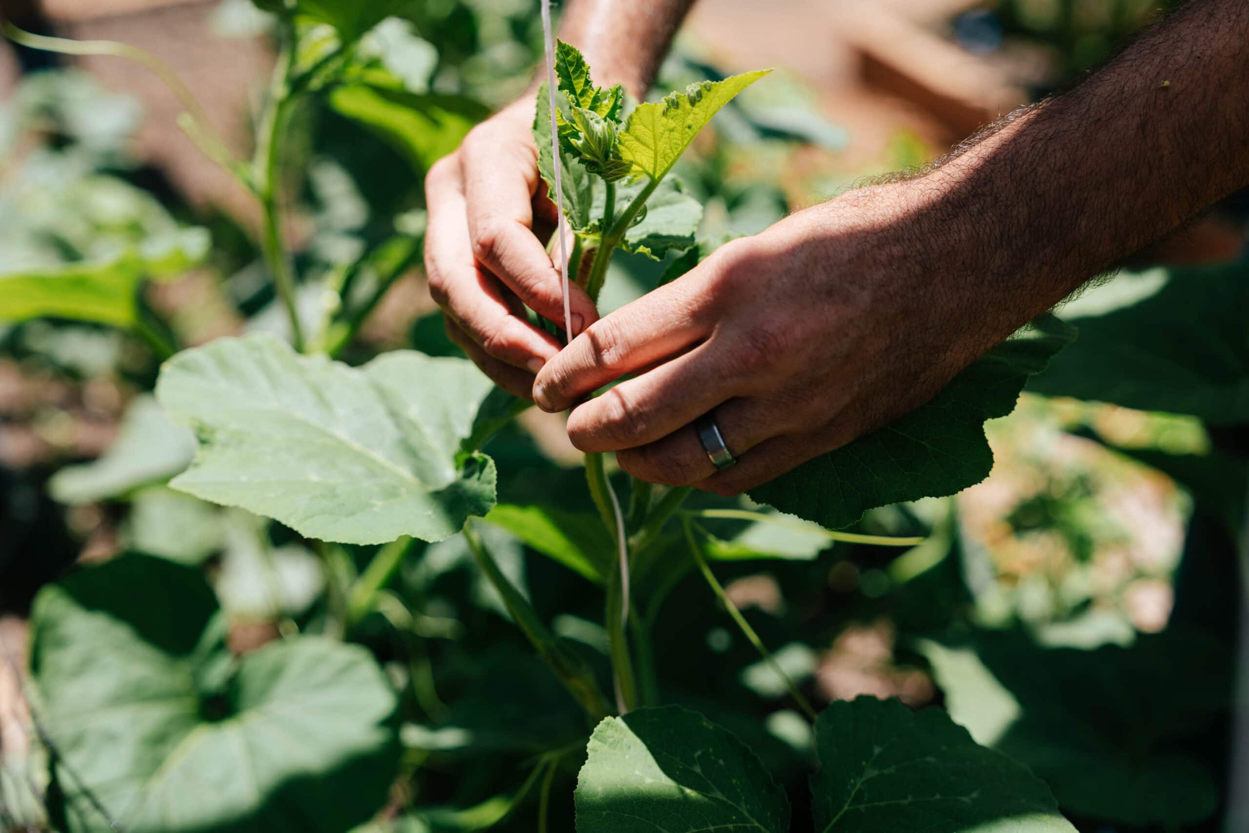Hands tying a young garden plant to a vertical support string in a raised bed