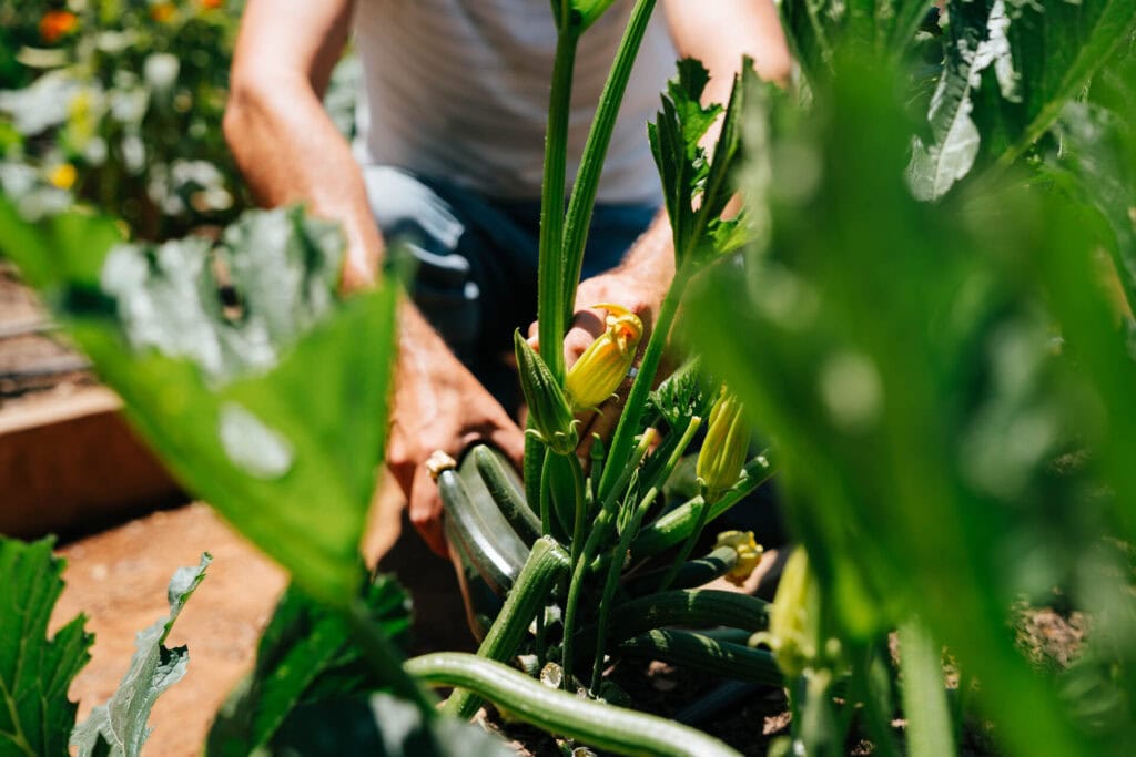 Man harvesting summer vegetables in a diverse raised bed garden with companion plants growing nearby