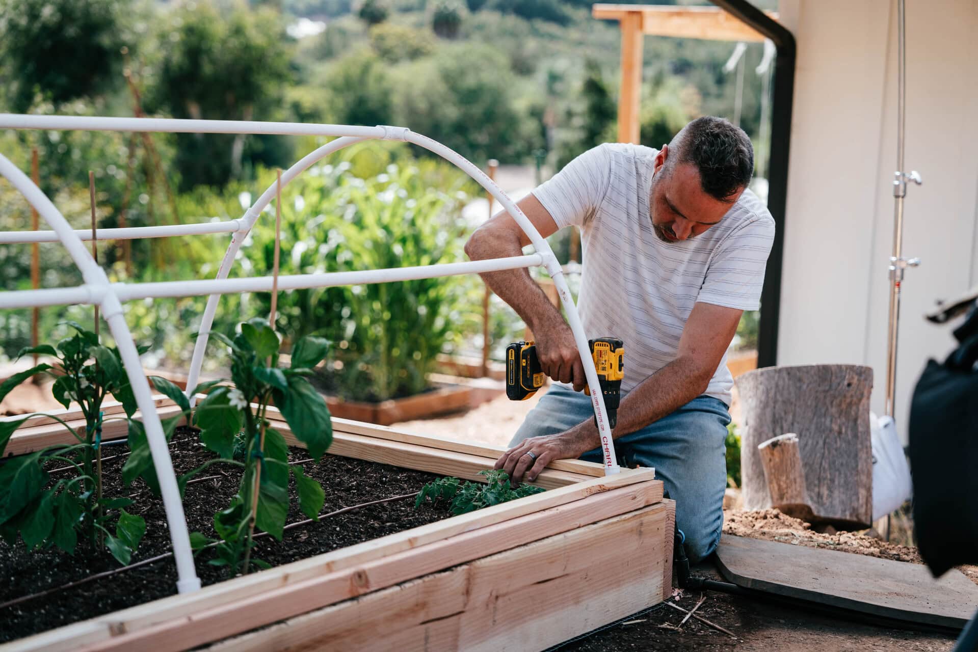 Man using a drill to assemble a wooden raised garden bed frame in a backyard garden