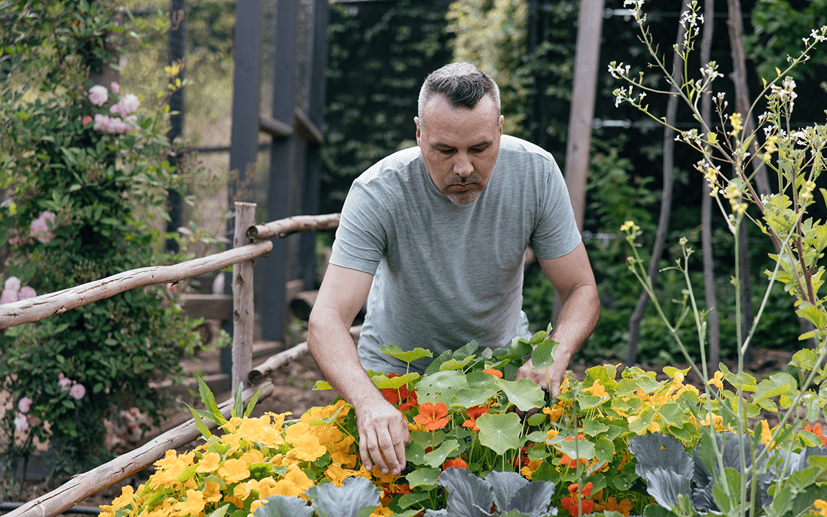 Man harvesting fresh vegetables and edible flowers in a raised garden bed surrounded by lush greenery