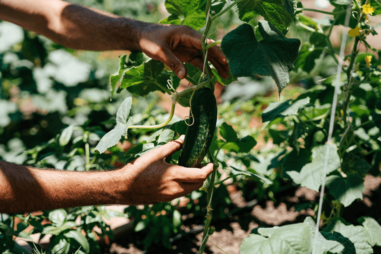Hands tying a young garden plant to a vertical support string in a raised bed