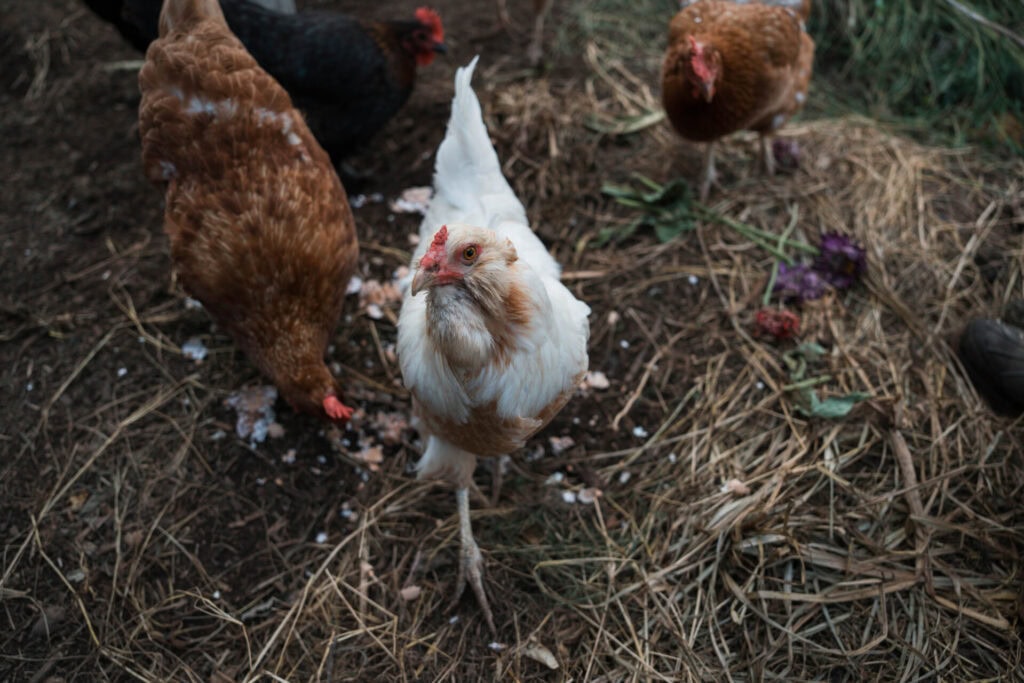 Curious white hen standing in straw-covered coop looking up toward the camera