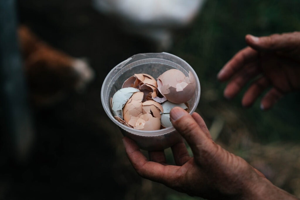 Container filled with cracked eggshells collected from the nesting box