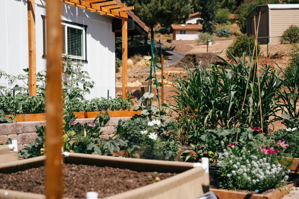Raised bed garden with vegetables, flowers, and tall corn growing beside a house, showing a productive layout for warm, dry conditions
