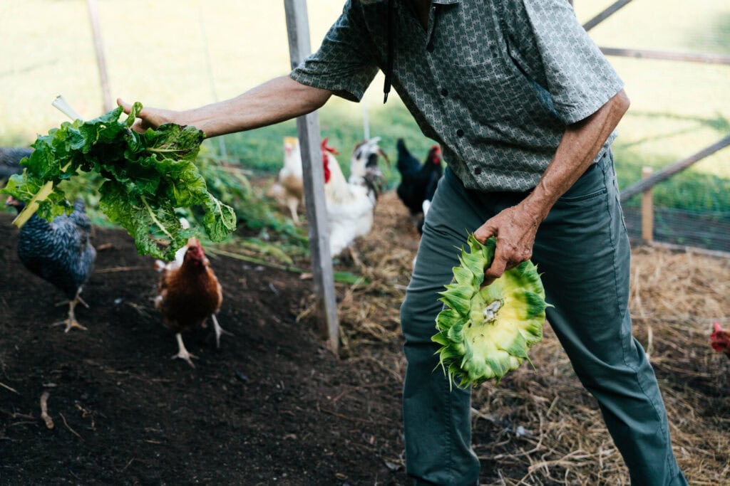Homesteader feeding fresh leafy greens to pasture-raised chickens in a run