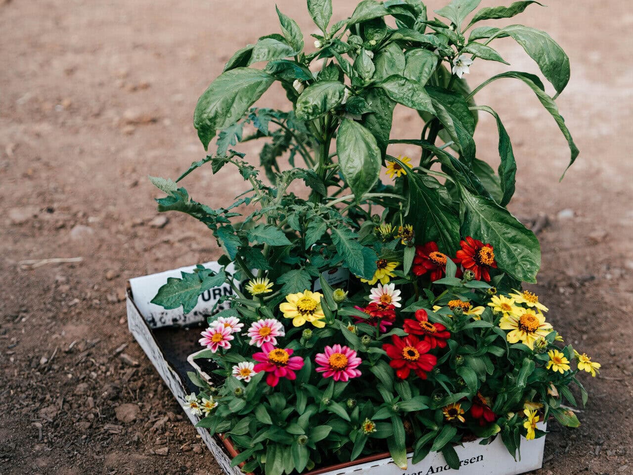 Tray of mixed companion plants including peppers, tomatoes, and flowering annuals ready for planting