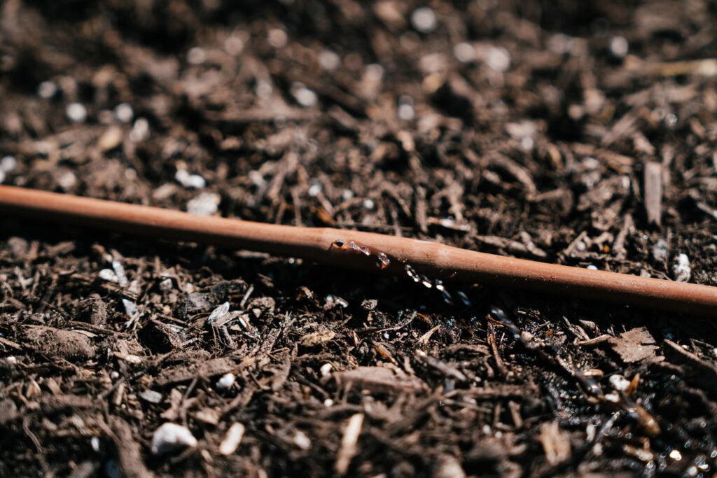 Close-up of water dripping from irrigation line into raised bed soil