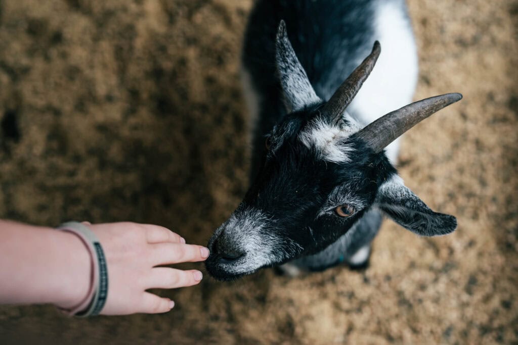 Curious dairy goat sniffing a person’s hand inside a barn