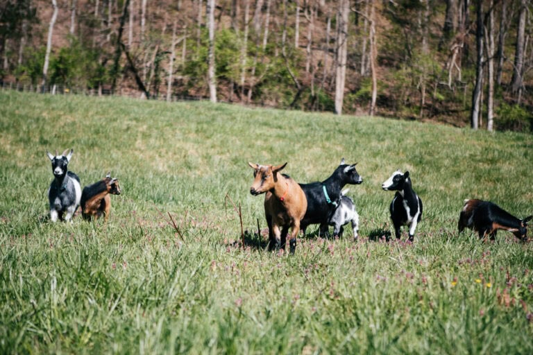 Small herd of dairy goats grazing in a green pasture on a homestead