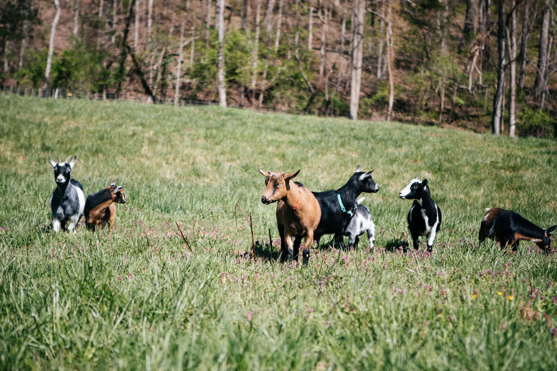 Small herd of dairy goats grazing in a green pasture on a homestead