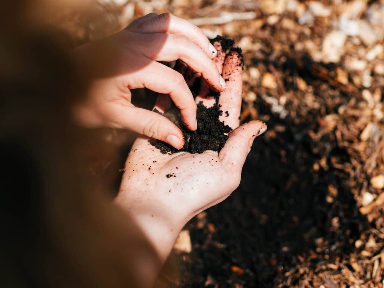 Hands examining rich garden soil and decomposing wood chip mulch used in the Back to Eden gardening method.