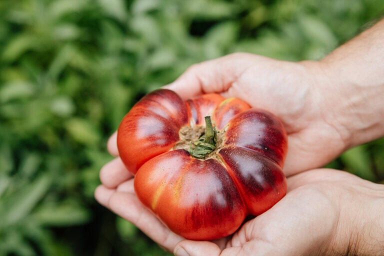 Hands holding a ripe heirloom tomato freshly harvested from a garden