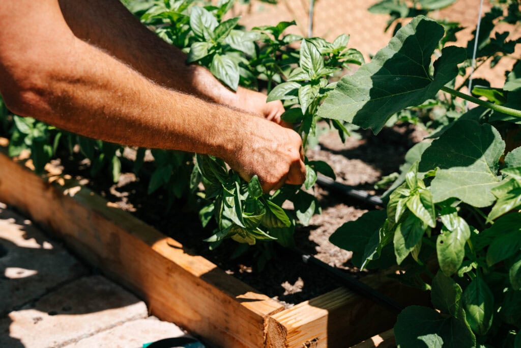 Hands tending healthy pepper plants growing in a raised garden bed