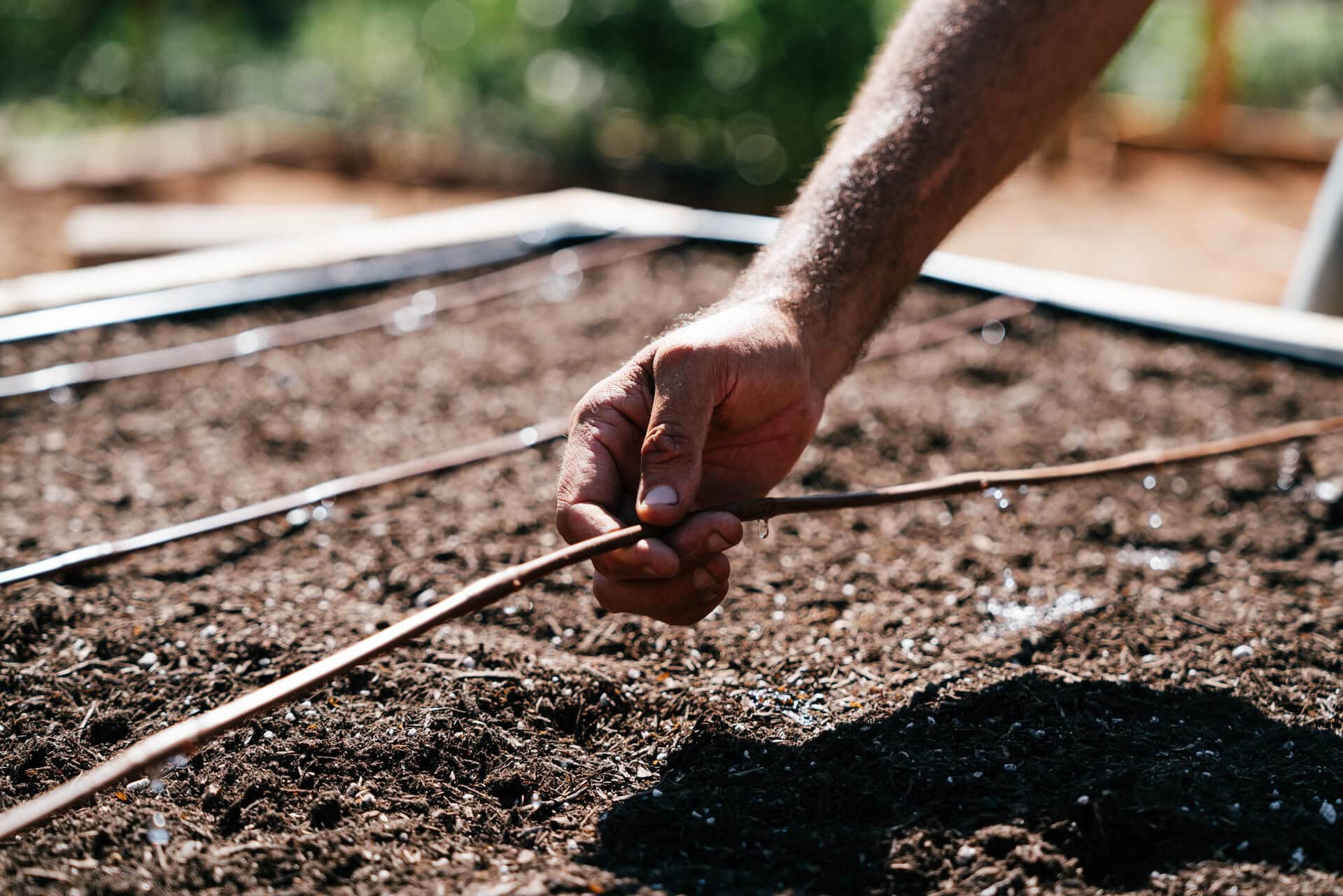 Hand placing drip irrigation line across soil in a raised garden bed