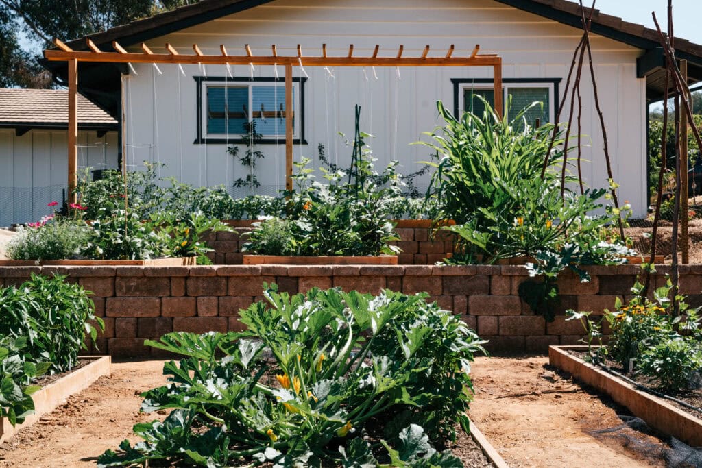 Productive backyard garden with multiple raised beds full of vegetables and trellised plants