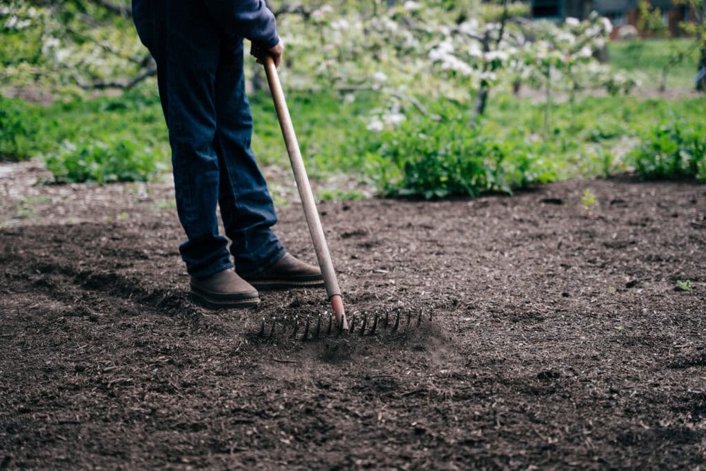Gardener raking wood chip mulch across a garden bed to build healthy soil without tilling.