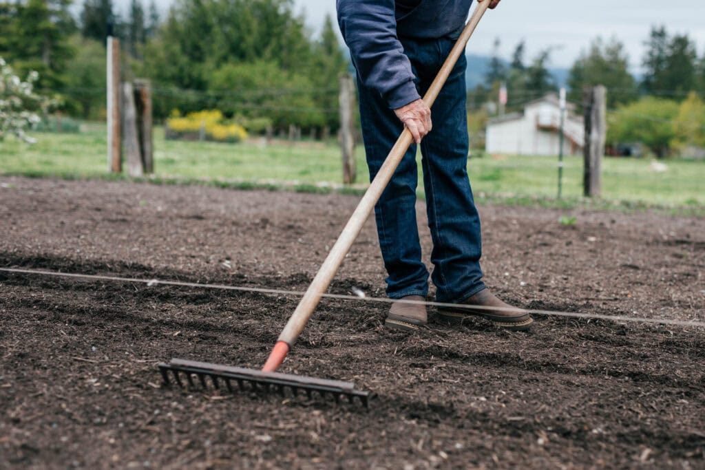 Raking mulch across a garden bed to prepare soil for Back to Eden gardening