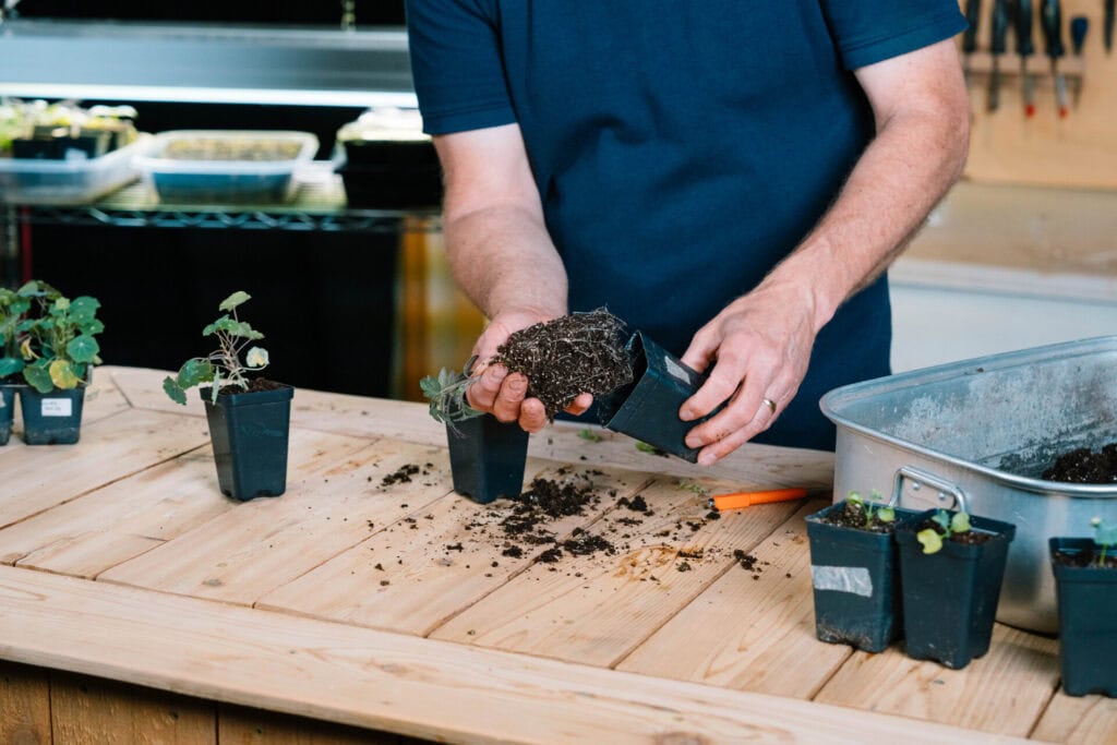 Young vegetable seedlings growing in small containers under indoor grow lights