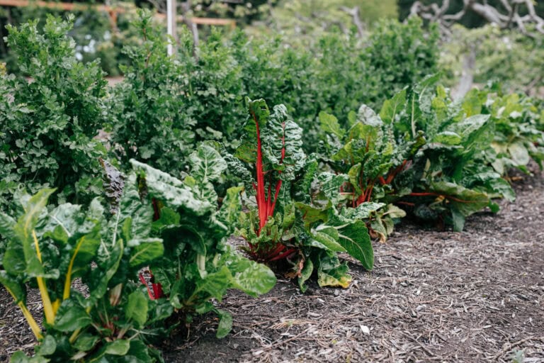 Leafy greens growing in a mulched vegetable bed using the Back to Eden gardening method