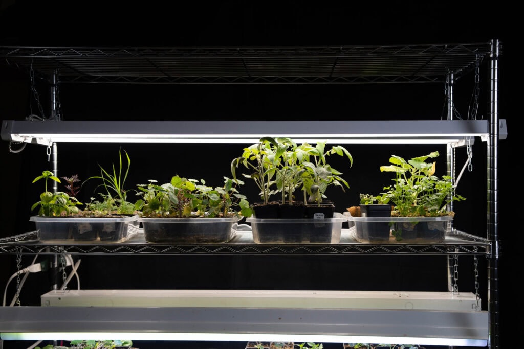 Vegetable seedlings growing indoors under bright grow lights as early seed starts for the spring garden.