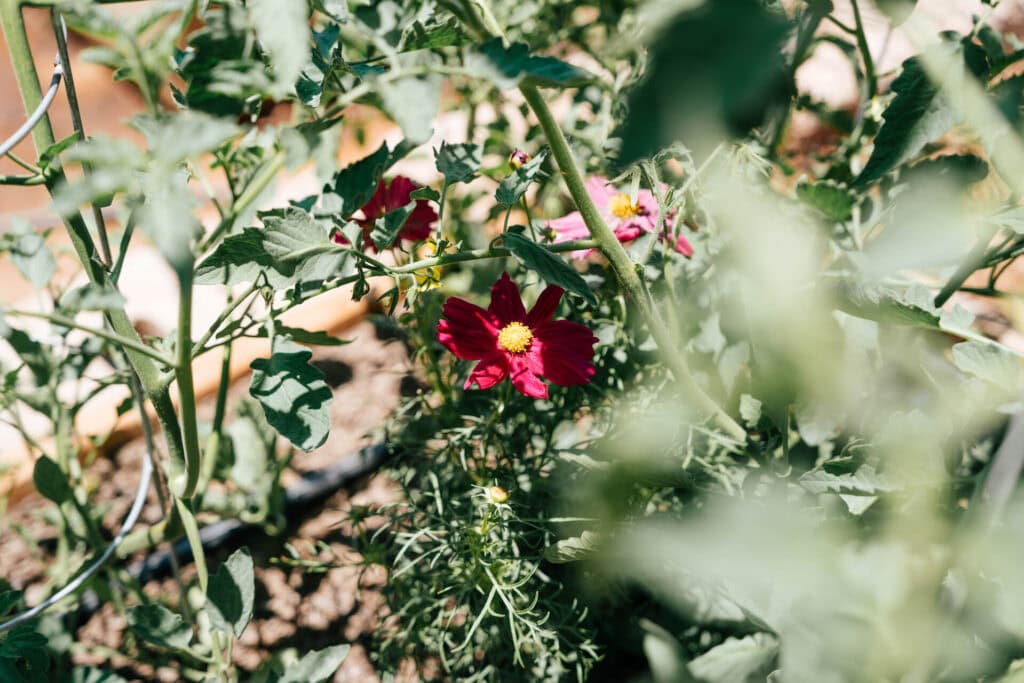 Red flower growing among tomato plants attracting pollinators in a companion planting setup