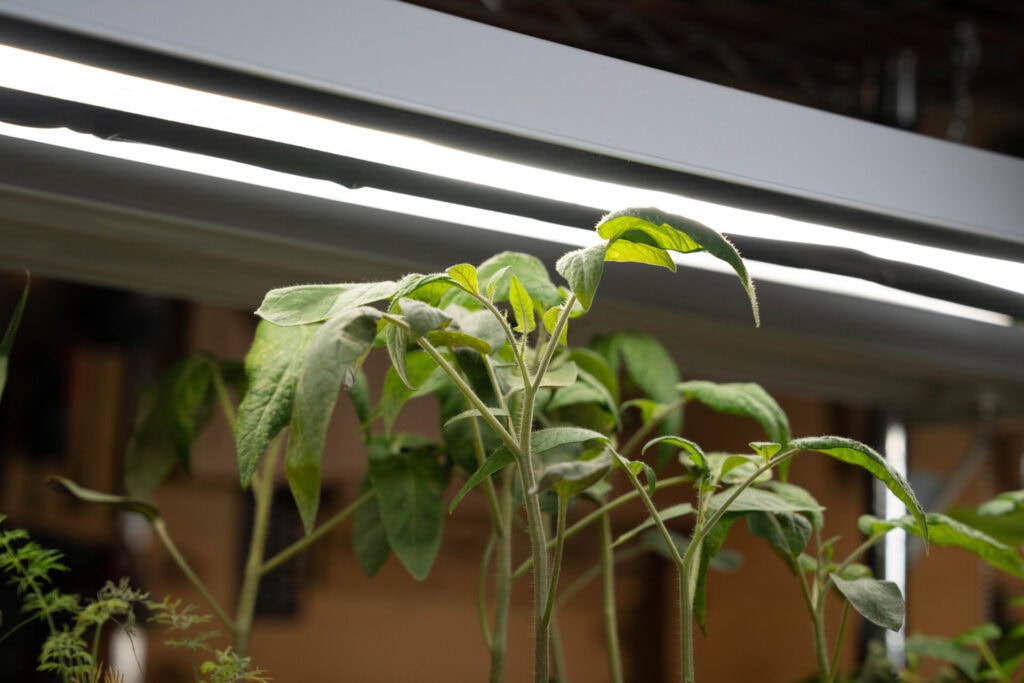 Tomato seedlings growing in small pots under grow lights before transplanting outdoors