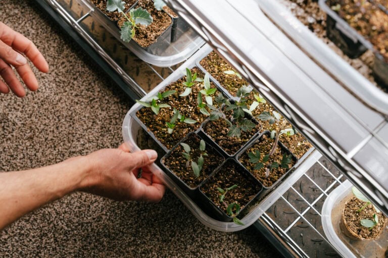 Tomato seedlings growing in small pots under grow lights before transplanting outdoors