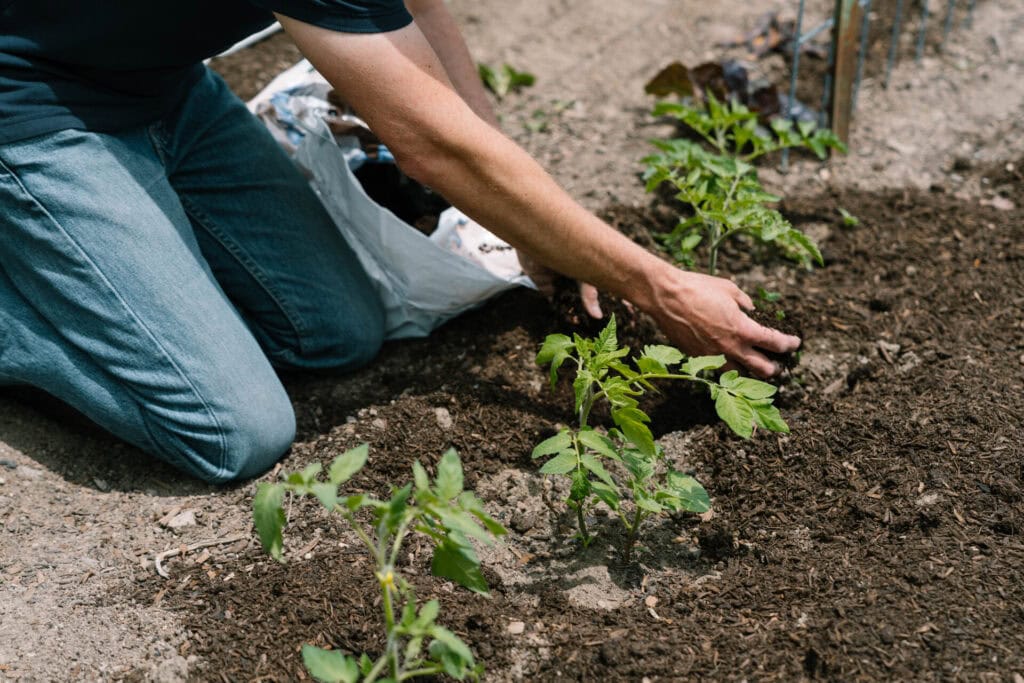 Gardener transplanting young tomato seedlings into garden soil after indoor seed starting