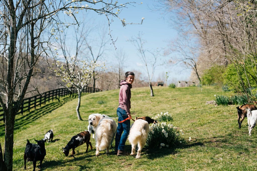 Woman walking dairy goats across a spring pasture with blooming trees and farm dogs nearby