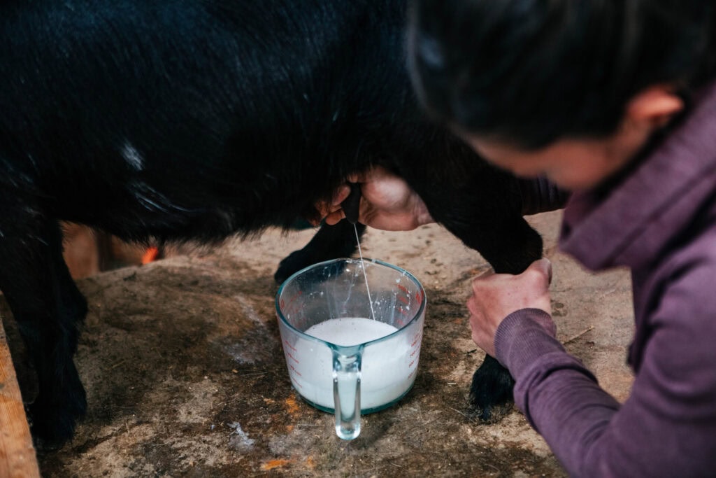 Woman hand milking a dairy goat into a glass measuring container on a milking stand