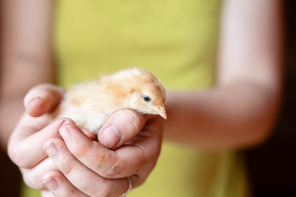 Hands gently cupping a small yellow baby chick to show its size and calm nature