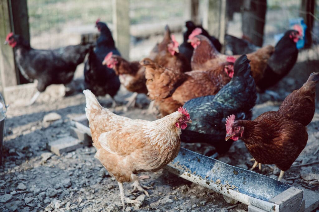 A mixed flock of brown and black backyard chickens eating from a long metal feeder in an outdoor run