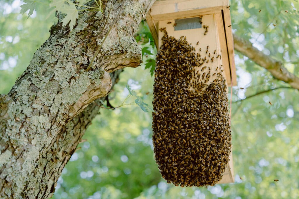 Large swarm of bees clustered on a hive box mounted to a tree during natural colony capture