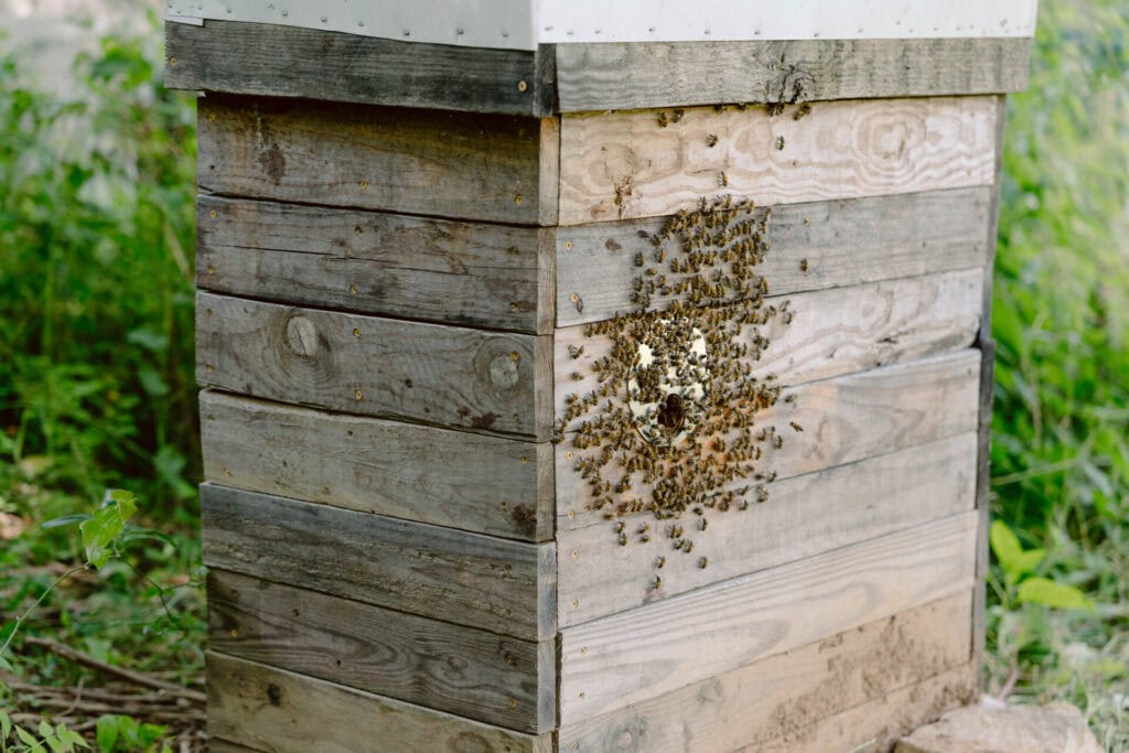 Honeybees gathering and entering a rustic wooden hive box in a natural beekeeping setup