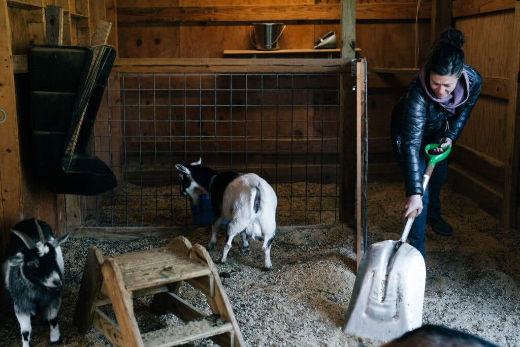 Woman cleaning a goat stall with a shovel inside a wooden barn while goats stand nearby