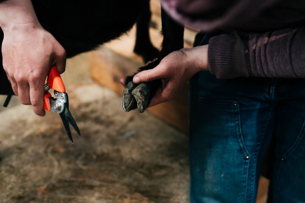 Hands trimming a goat’s hoof with clippers as part of routine goat care