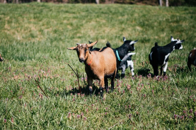 Goats grazing and browsing in a green pasture on a homestead