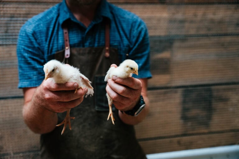 Backyard Chicken Breeds for Beginners: How to Choose What Fits Your Homestead