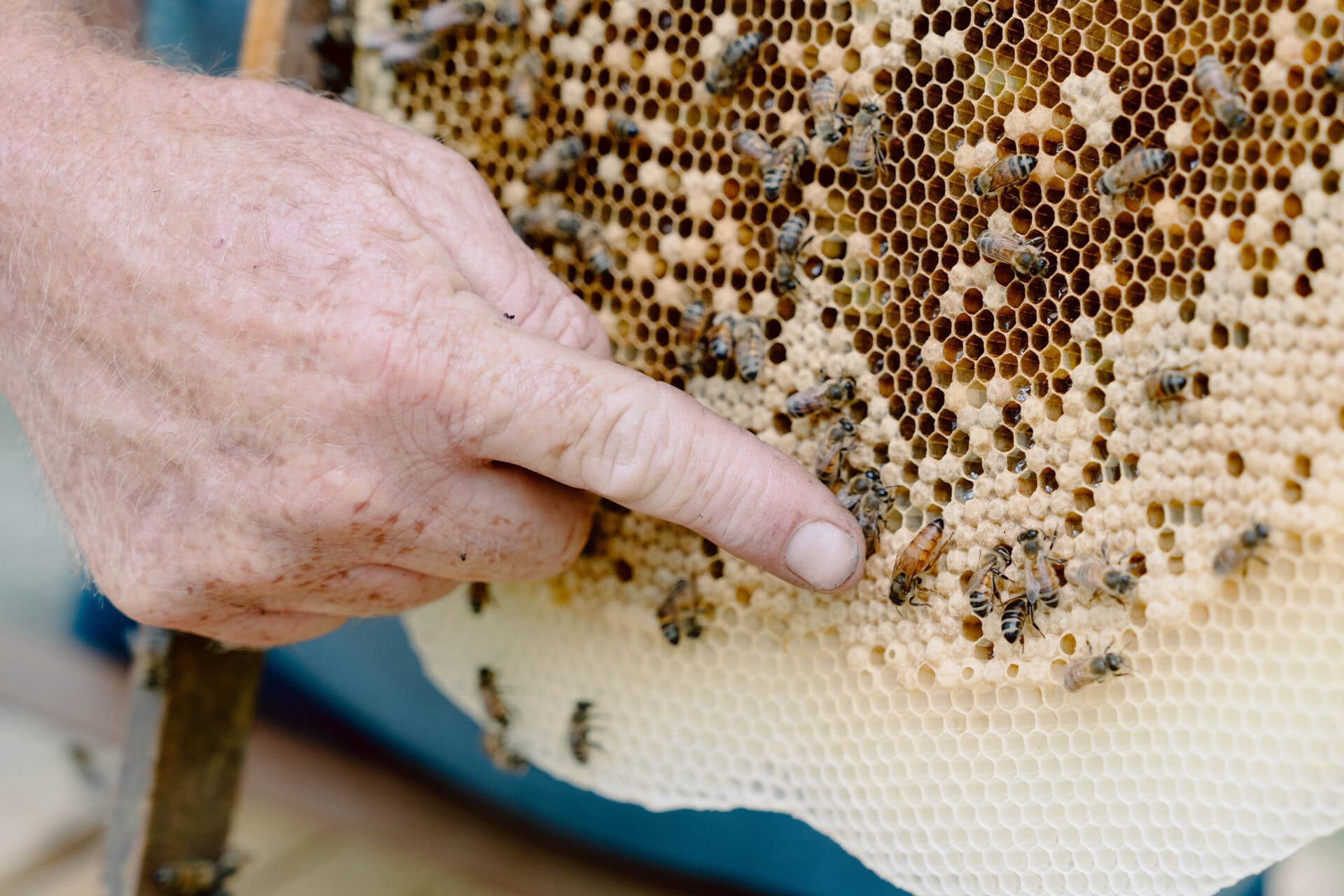 Close-up of honeycomb with bees and brood cells as a beekeeper points to active colony areas