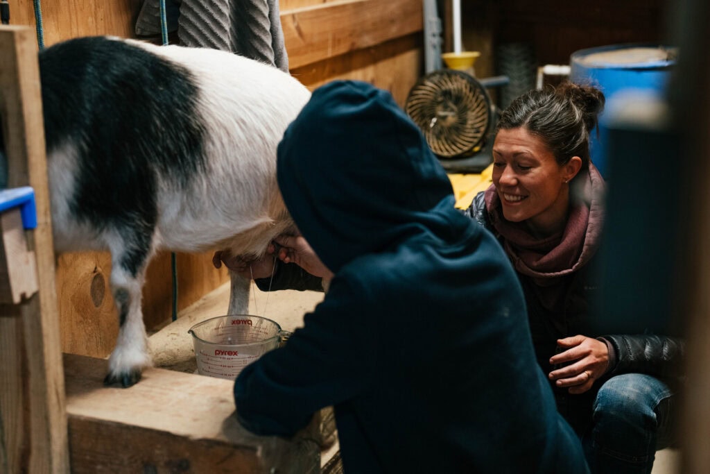 Person hand milking a goat on a stanchion inside a barn with another person assisting
