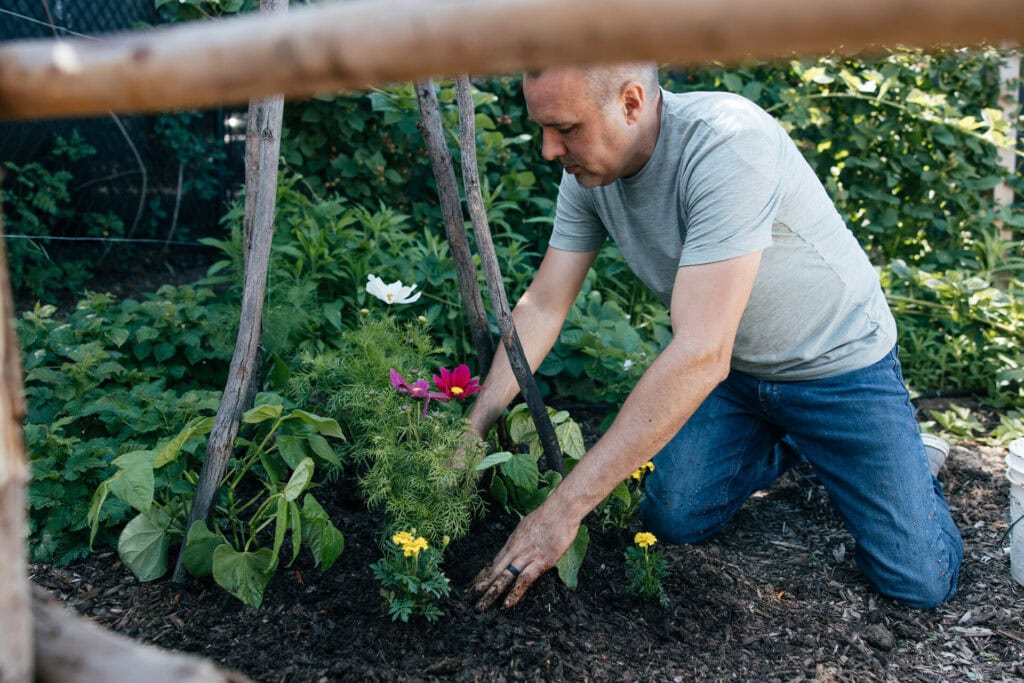 Hands planting flowers among vegetables in a garden bed to support companion planting and biodiversity