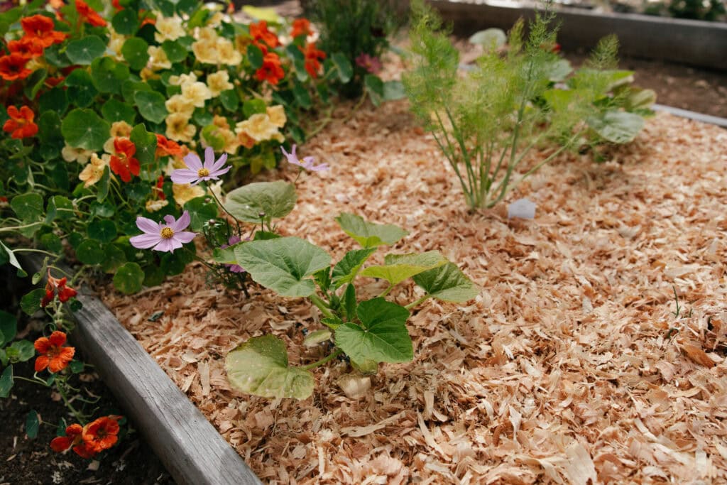 Raised garden bed with wood chip mulch and mixed vegetables and flowers demonstrating companion planting